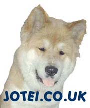 UK akita resource, information, akita rescue, galleries and pet forum. Incorporating general akita & pets welfare