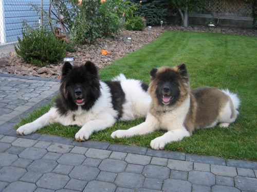 Long Haired Akita's Doogan & Smudge!