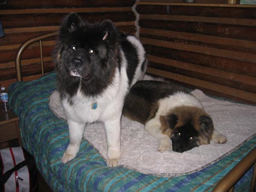 Long Haired Akita's Doogan & Smudge!