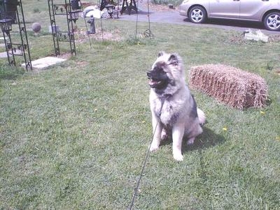 Puppy Akita Shadowbear