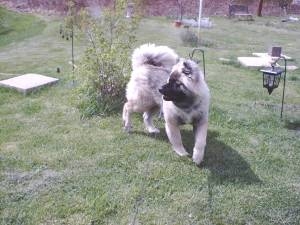 Puppy Akita Shadowbear