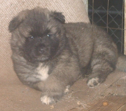 Puppy Akita Shadowbear