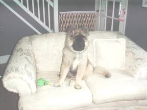 Puppy Akita Shadowbear