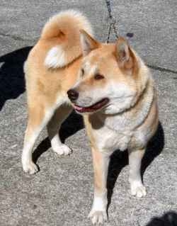 akitas_zet and angel