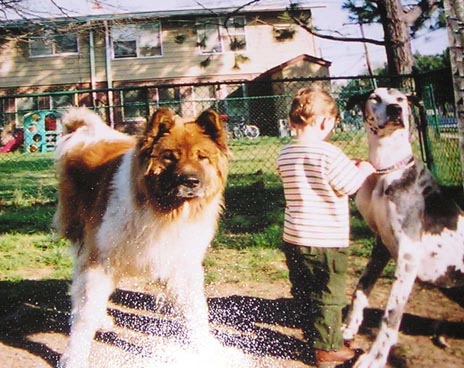 The Akita & great dane that were rescued!