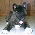 Genki, a deaf akita puppy