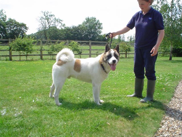 Akita Rescue Blakey