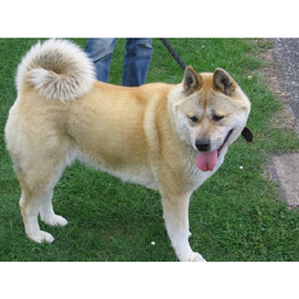 Akita rescue Dina