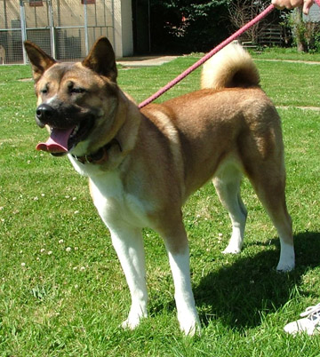 Akita Rescue Keesha