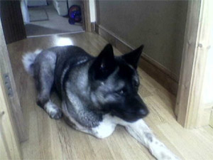 Akita Rescue Sasha