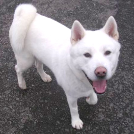 Akita Rescue Sirr